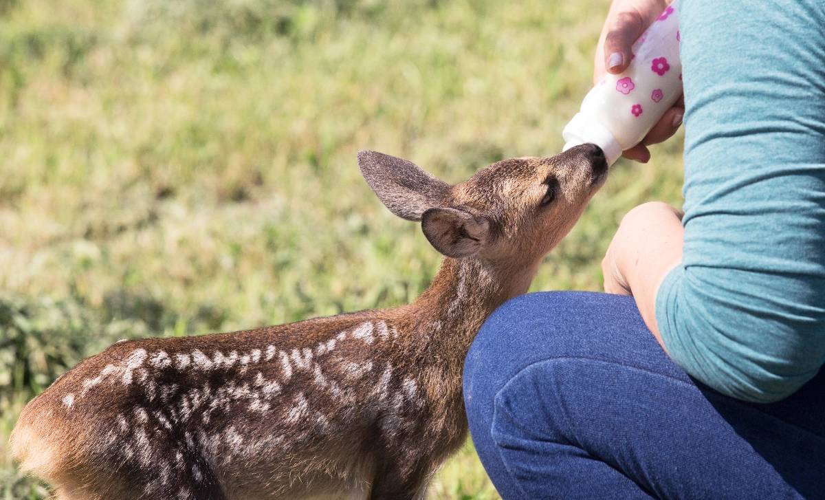 Our about image for Ace Wild Animal Recue Centre.  See more information for our Dorking location.